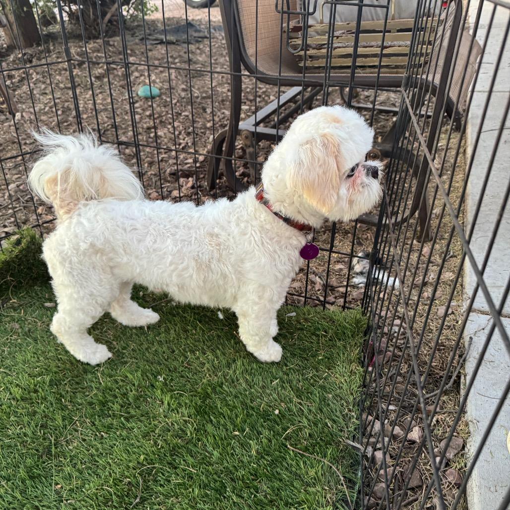 Enlarge Ringo, a Adoptable Shih Tzu in Phoenix, AZ image 6/6