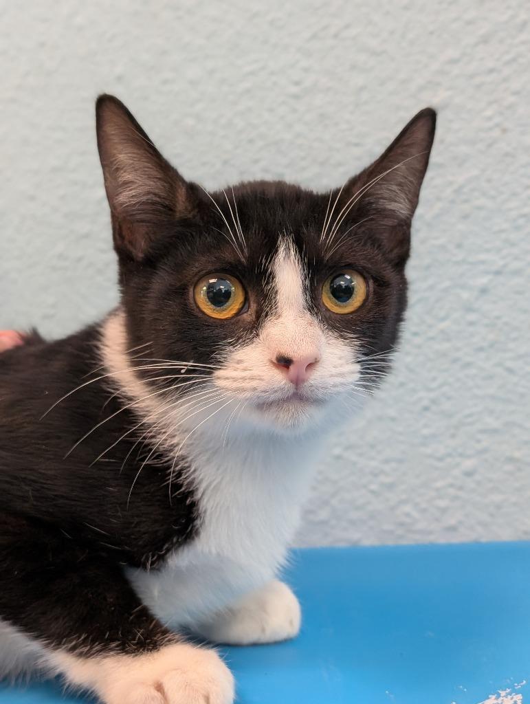 Phill, Adoptable, Kitten Male Domestic Short Hair.