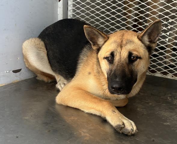 Mija, Adoptable, Young Female German Shepherd Dog.