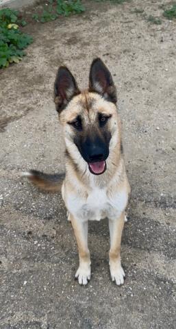 Enlarge Mija, a Adoptable German Shepherd Dog in Thousand Oaks, CA image 1/2