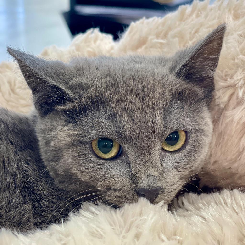 Freya, Adoptable, Kitten Female Domestic Short Hair.