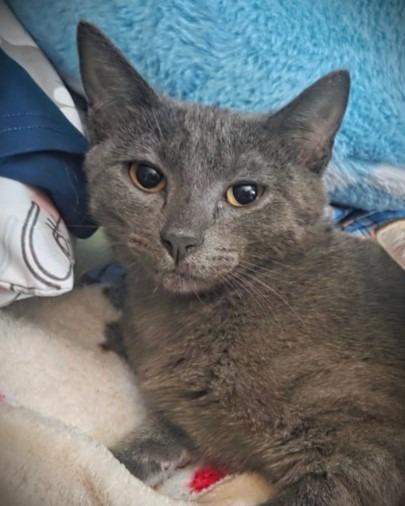 Enlarge Freya, a Adoptable mixed breed in Tulsa, OK image 3/6