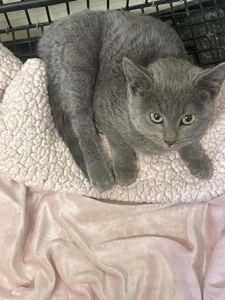 Freya, a Adoptable mixed breed in Tulsa, OK image 3/6
