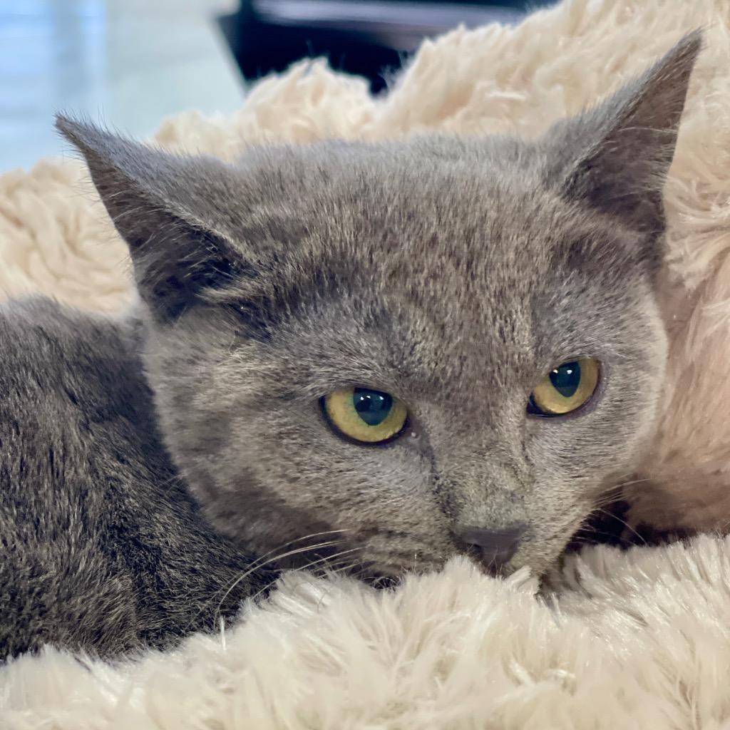 Freya, a Adoptable mixed breed in Tulsa, OK image 4/6