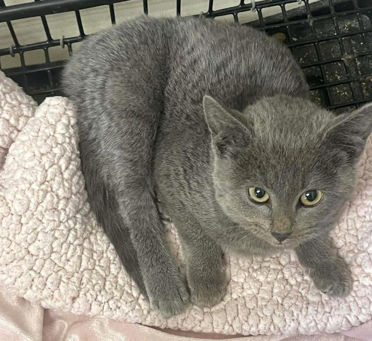 Freya, a Adoptable mixed breed in Tulsa, OK image 5/6