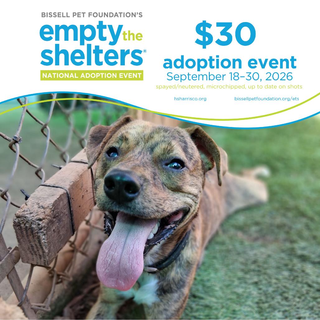 MD 7479, Adoptable, Adult Male Mixed Breed.