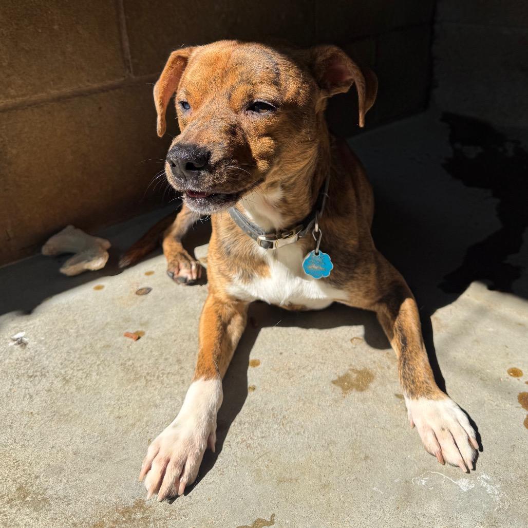 Enlarge MD 7479, a Adoptable Mixed Breed in Hamilton, GA image 1/6