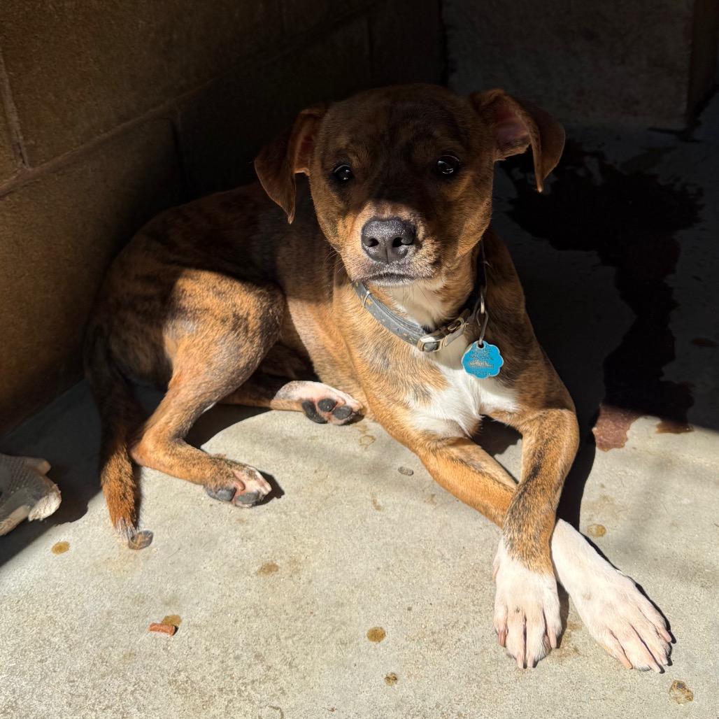 Enlarge MD 7479, a Adoptable Mixed Breed in Hamilton, GA image 2/6