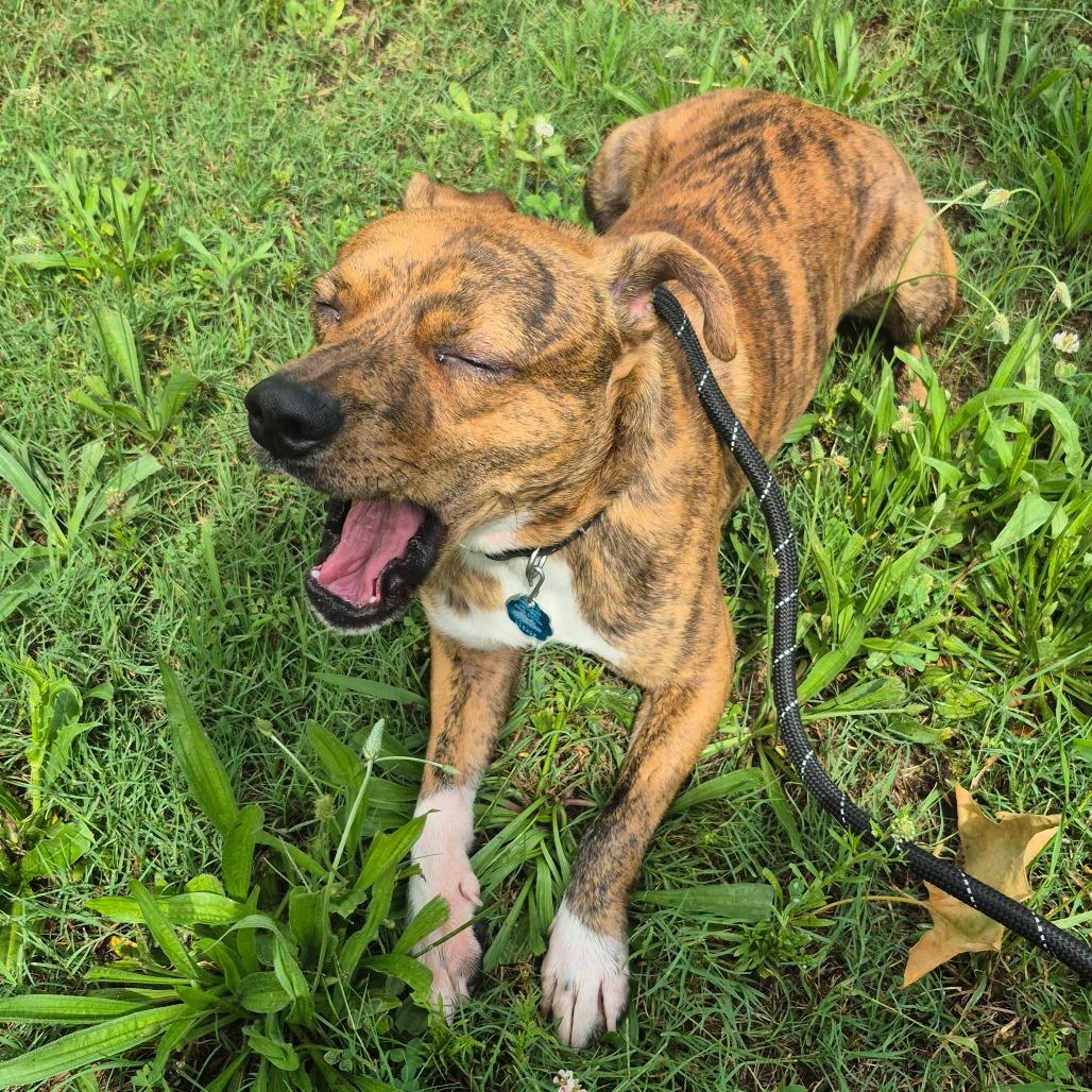 Enlarge MD 7479, a Adoptable Mixed Breed in Hamilton, GA image 3/6