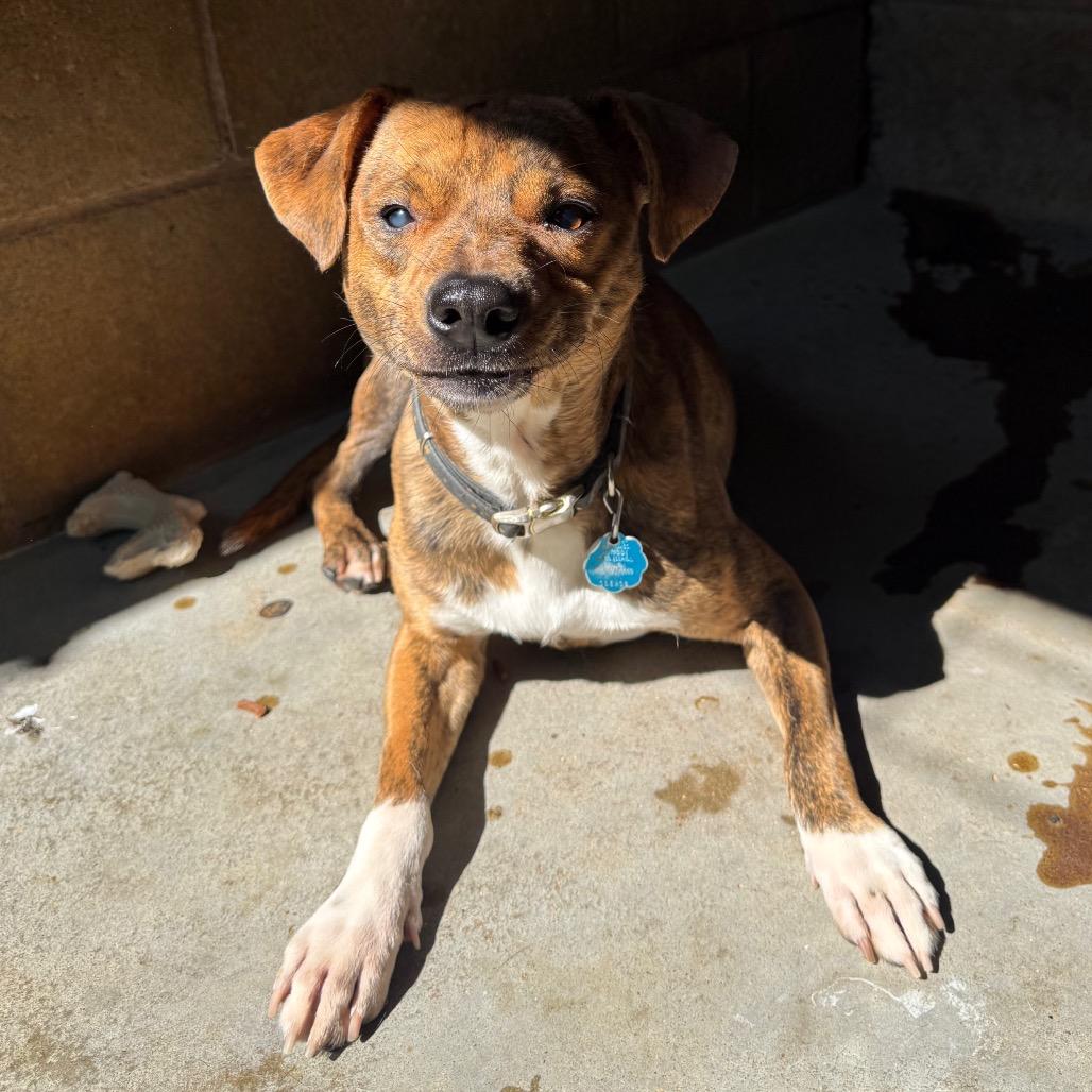 Enlarge MD 7479, a Adoptable Mixed Breed in Hamilton, GA image 4/6