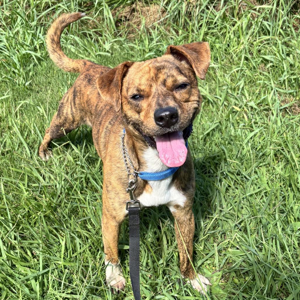 Enlarge MD 7479, a Adoptable Mixed Breed in Hamilton, GA image 5/6