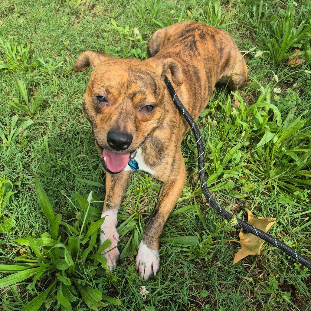 Enlarge MD 7479, a Adoptable Mixed Breed in Hamilton, GA image 5/6
