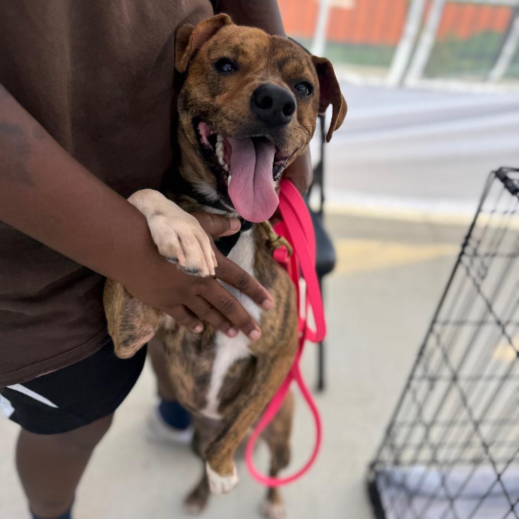 Enlarge MD 7479, a Adoptable Mixed Breed in Hamilton, GA image 6/6