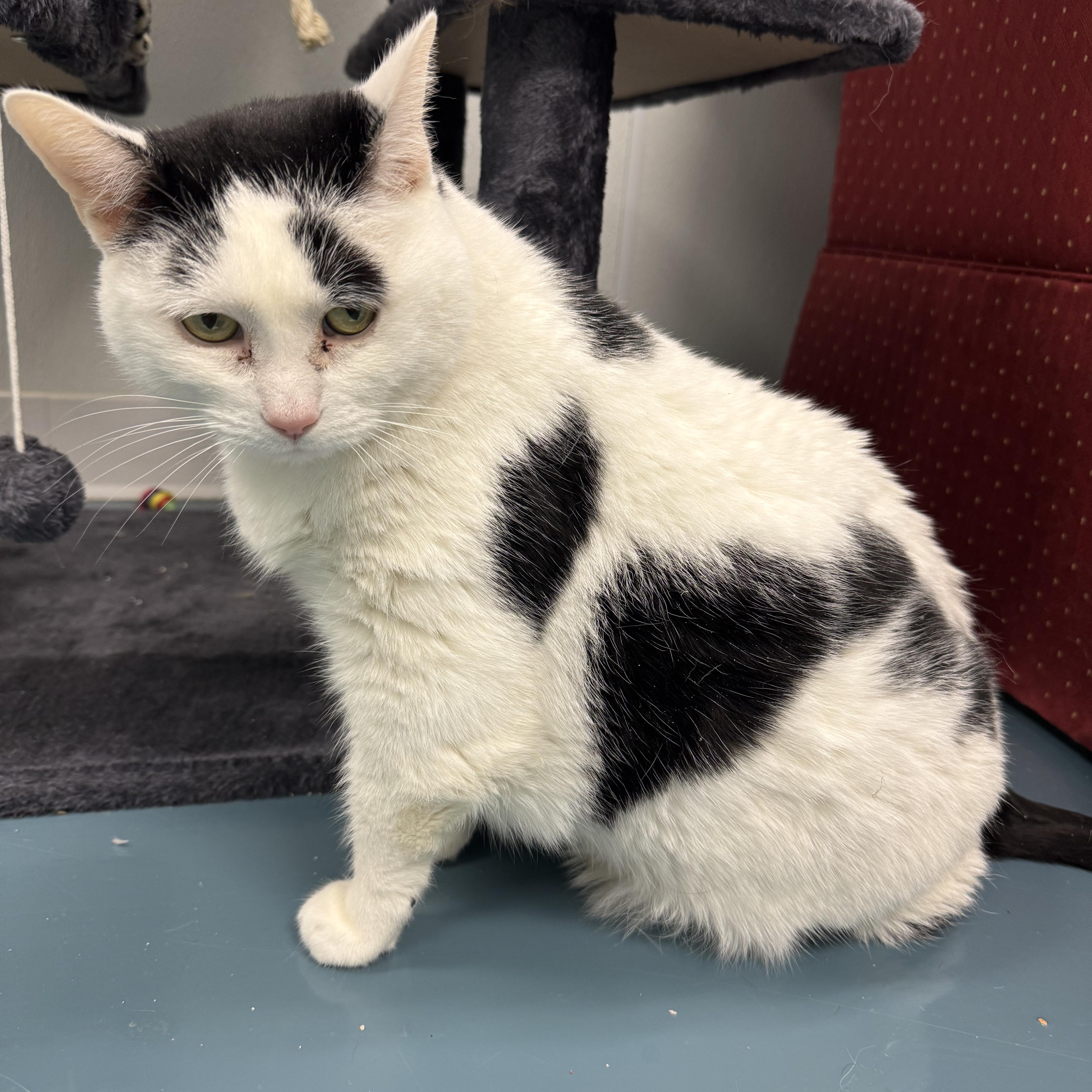 Enlarge Missy , an adopted Domestic Short Hair in Crystal Lake, IL image 1/3