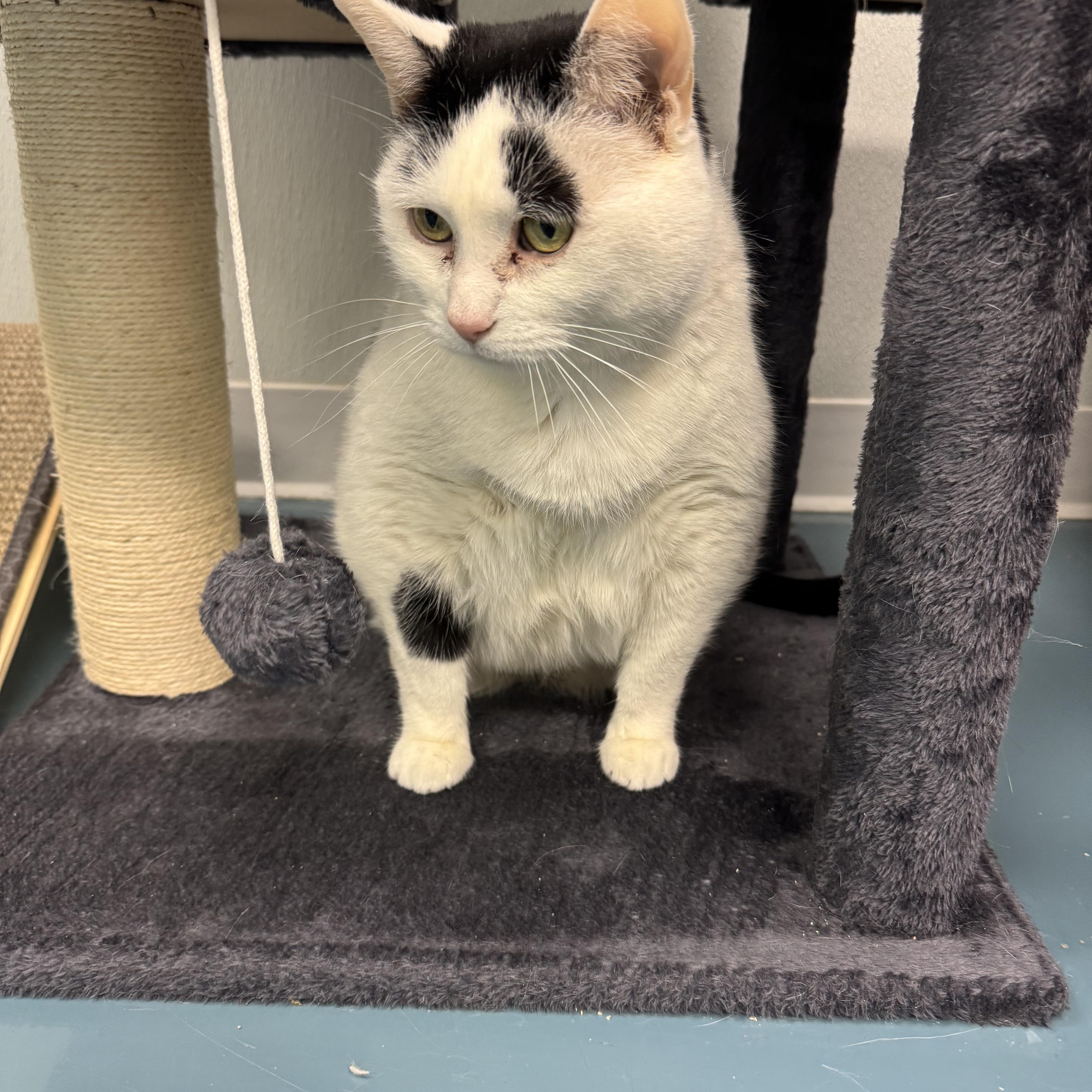 Enlarge Missy , an adopted Domestic Short Hair in Crystal Lake, IL image 2/3