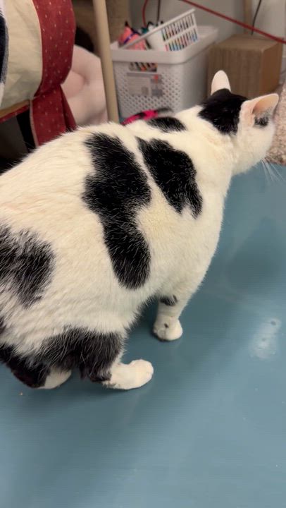 Enlarge Missy , an adopted Domestic Short Hair in Crystal Lake, IL video 3/3