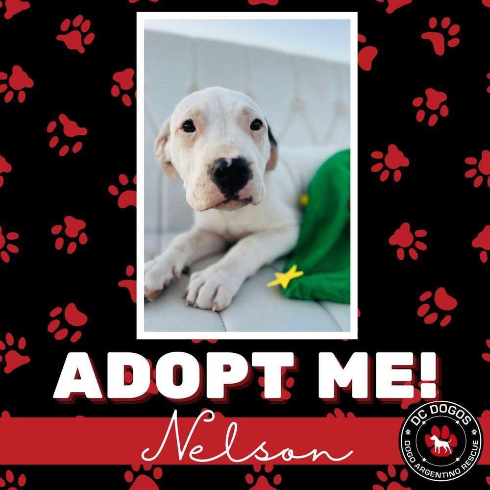 Enlarge Nelson, a Adopted Dogo Argentino in Las Vegas, NV image 1/2