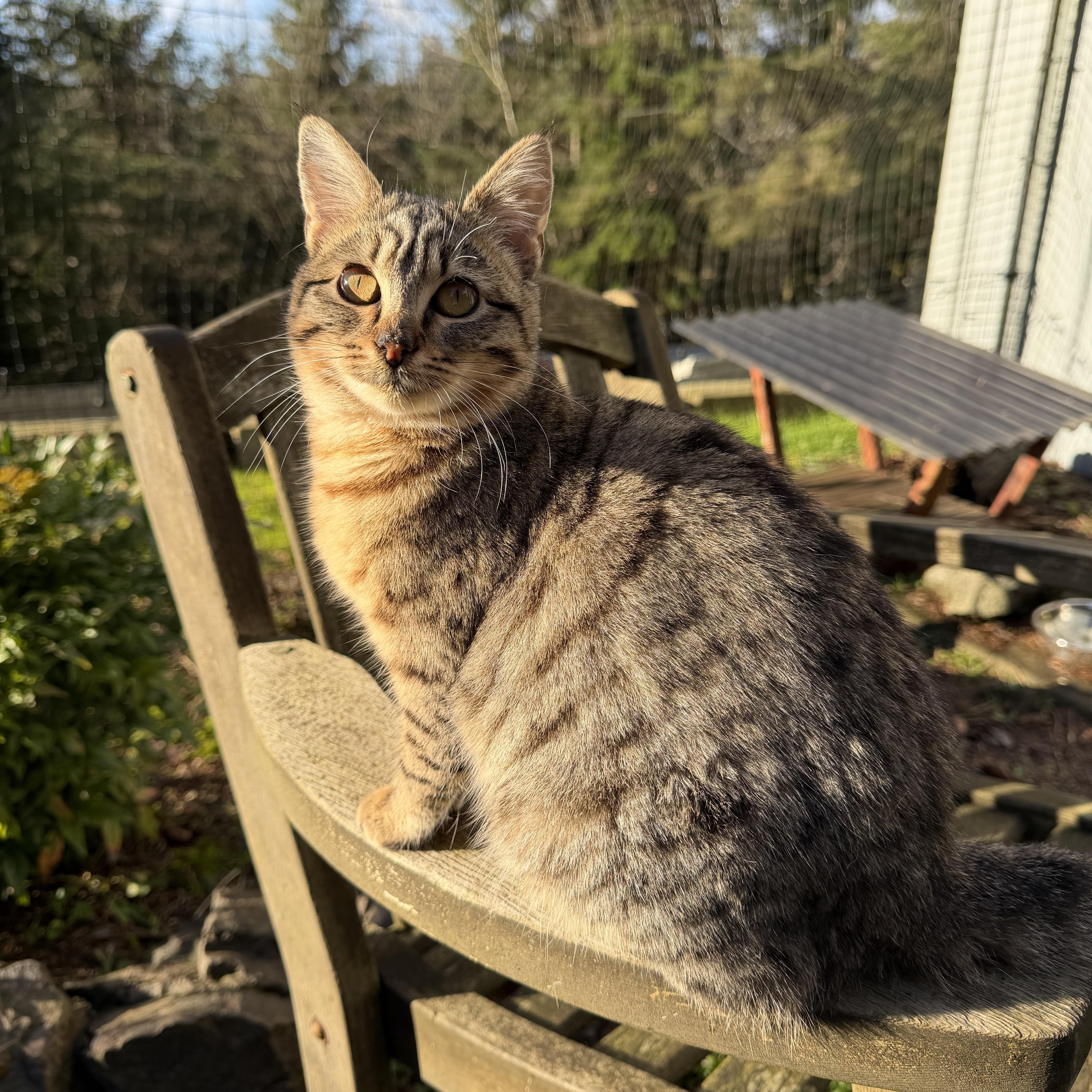Lynx, Adoptable, Young Female Domestic Medium Hair.