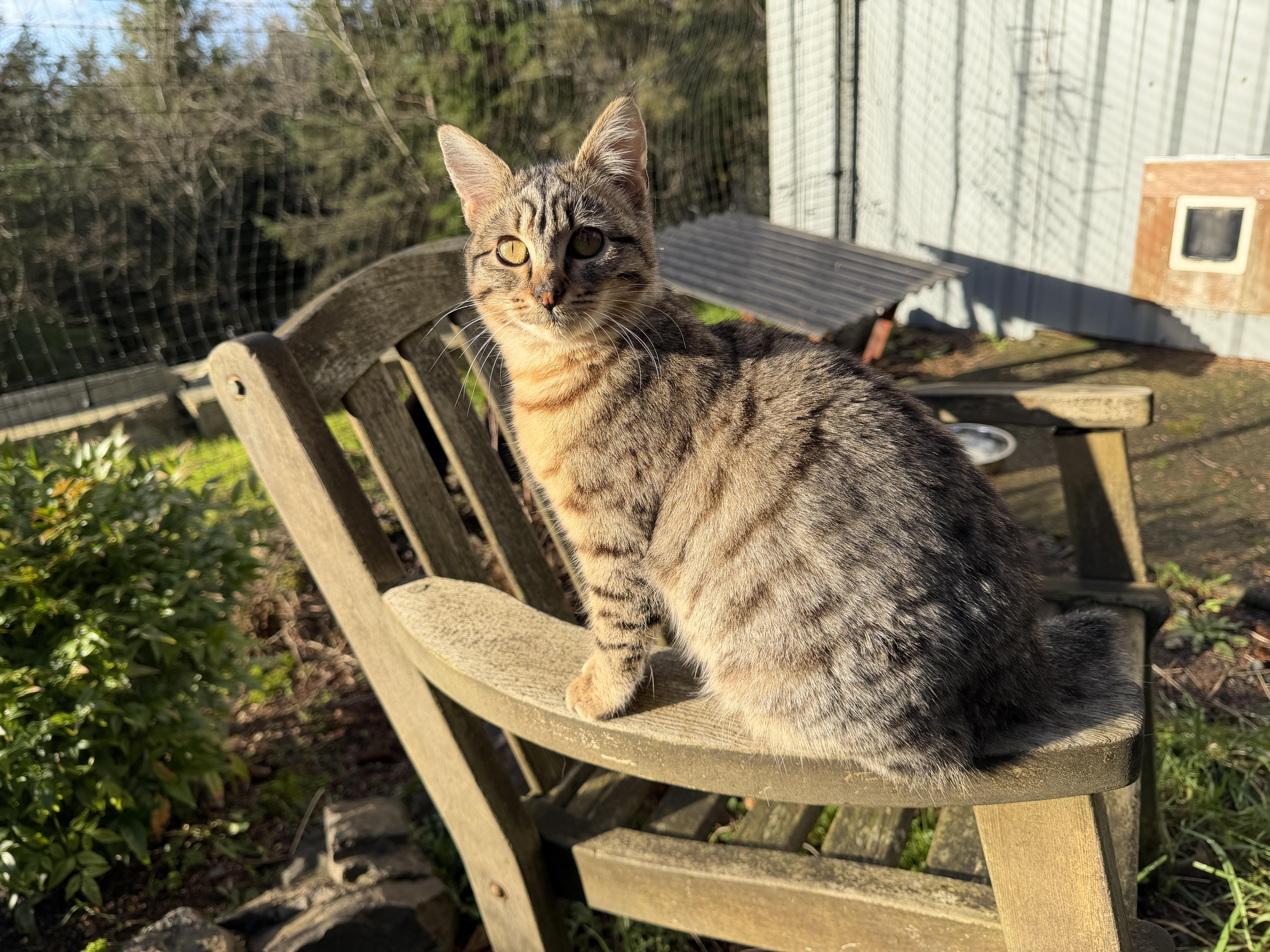 Enlarge Lynx, a Adoptable Domestic Medium Hair in Tillamook, OR image 3/6