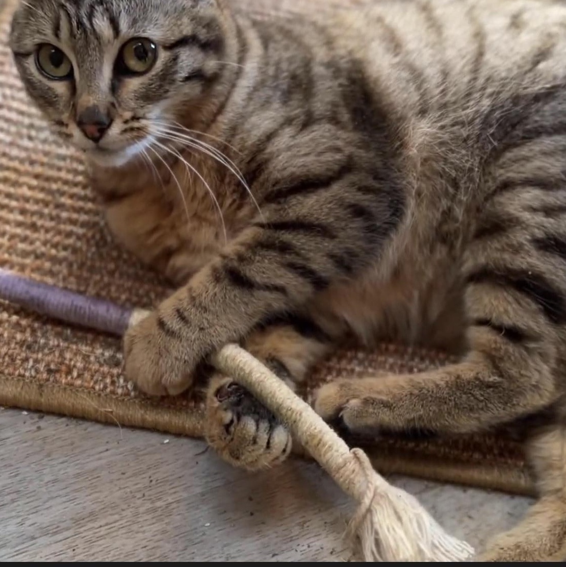 Enlarge Lynx, a Adoptable Domestic Medium Hair in Tillamook, OR image 4/6