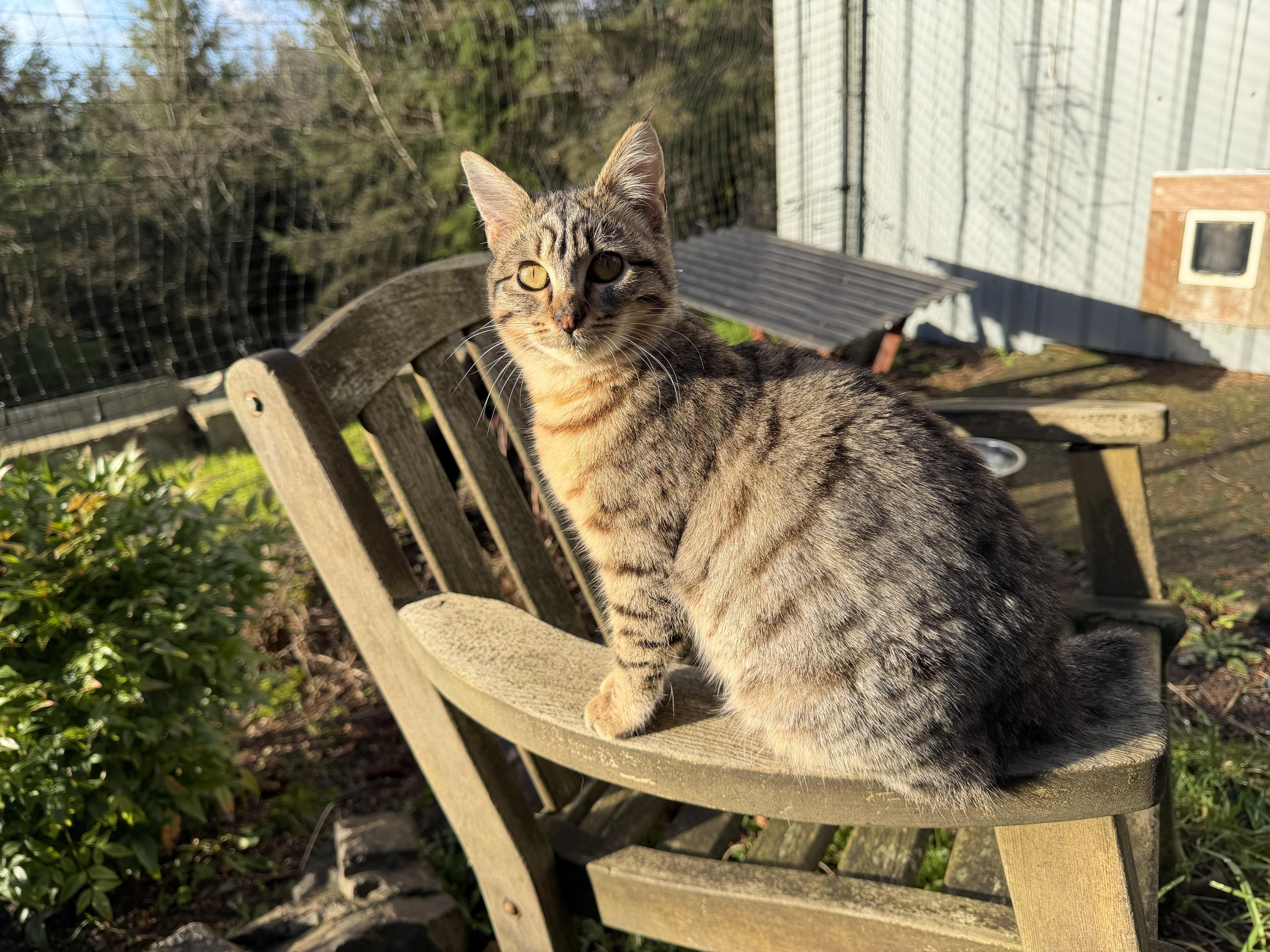 Enlarge Lynx, a Adoptable Domestic Medium Hair in Tillamook, OR image 6/6