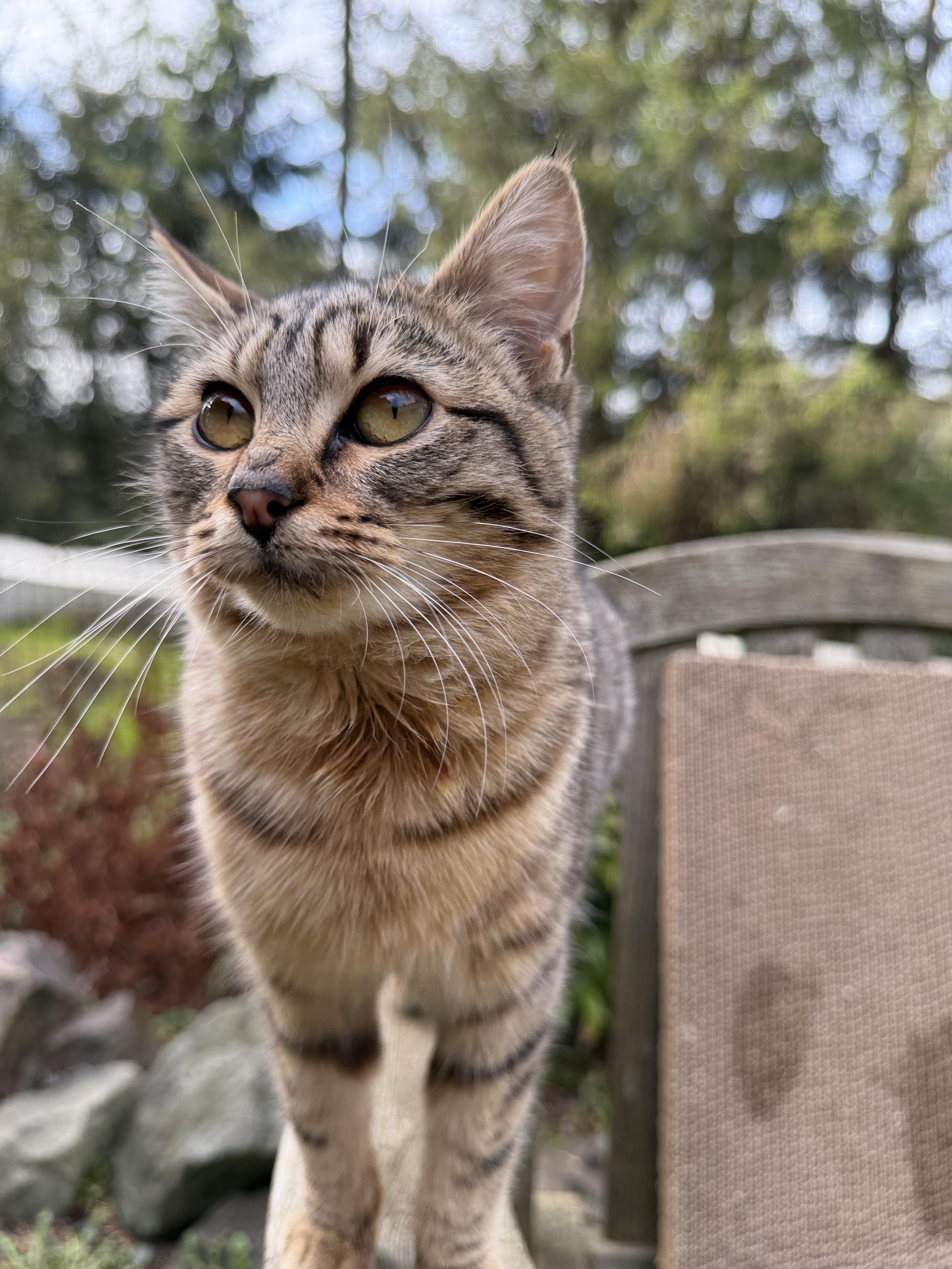 Enlarge Lynx, a Adoptable Domestic Medium Hair in Tillamook, OR image 2/6
