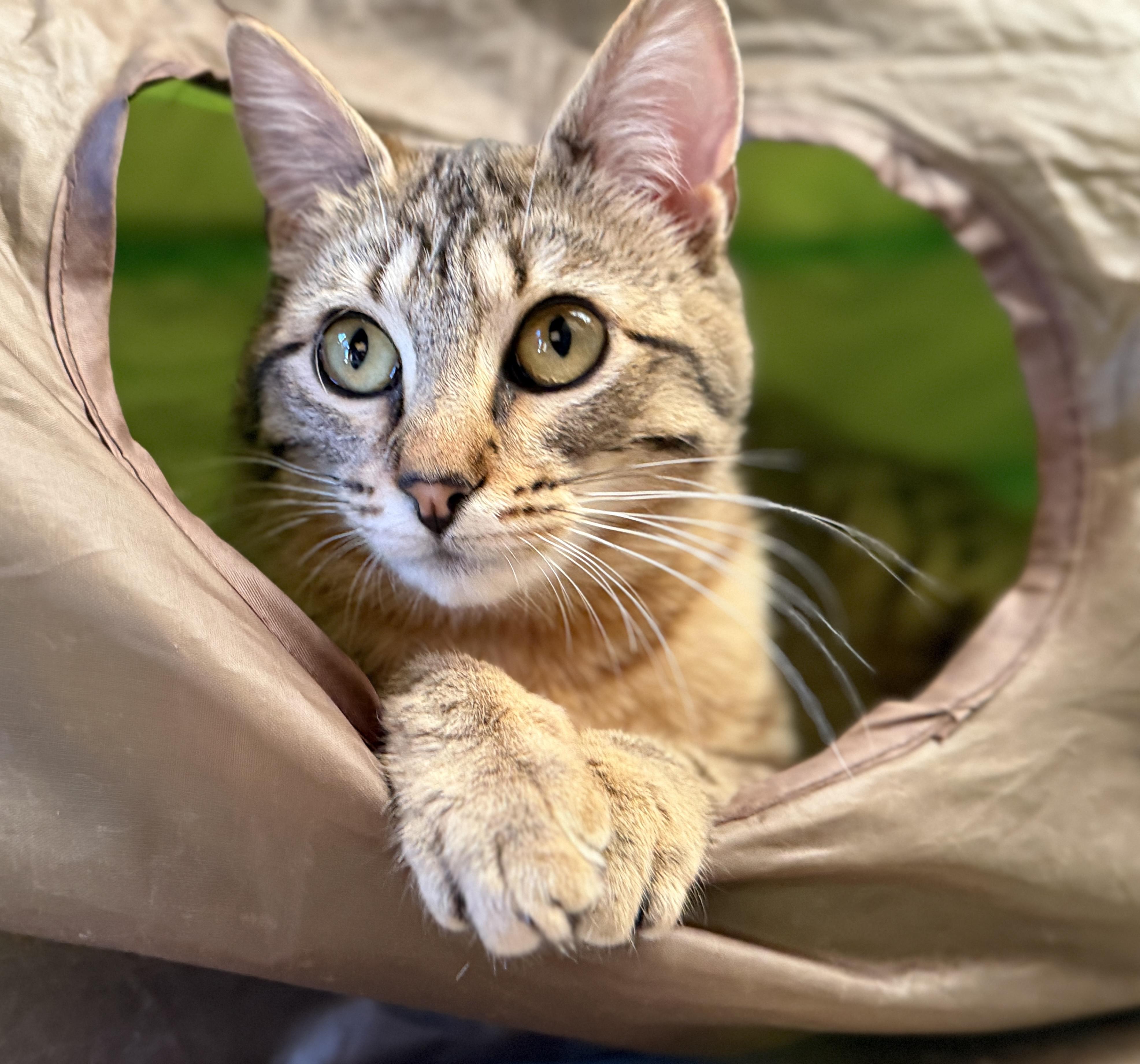 Enlarge Lynx, a Adoptable Domestic Medium Hair in Tillamook, OR image 1/6