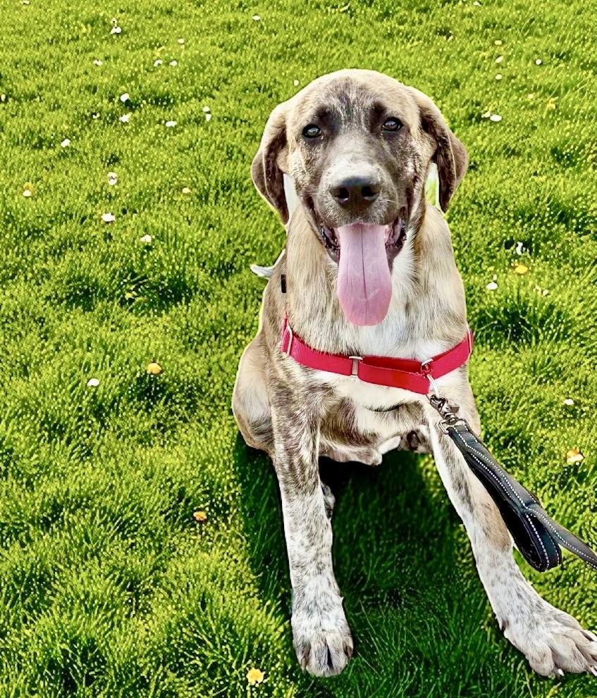 Photo of Baby Male Anatolian Shepherd Brindle