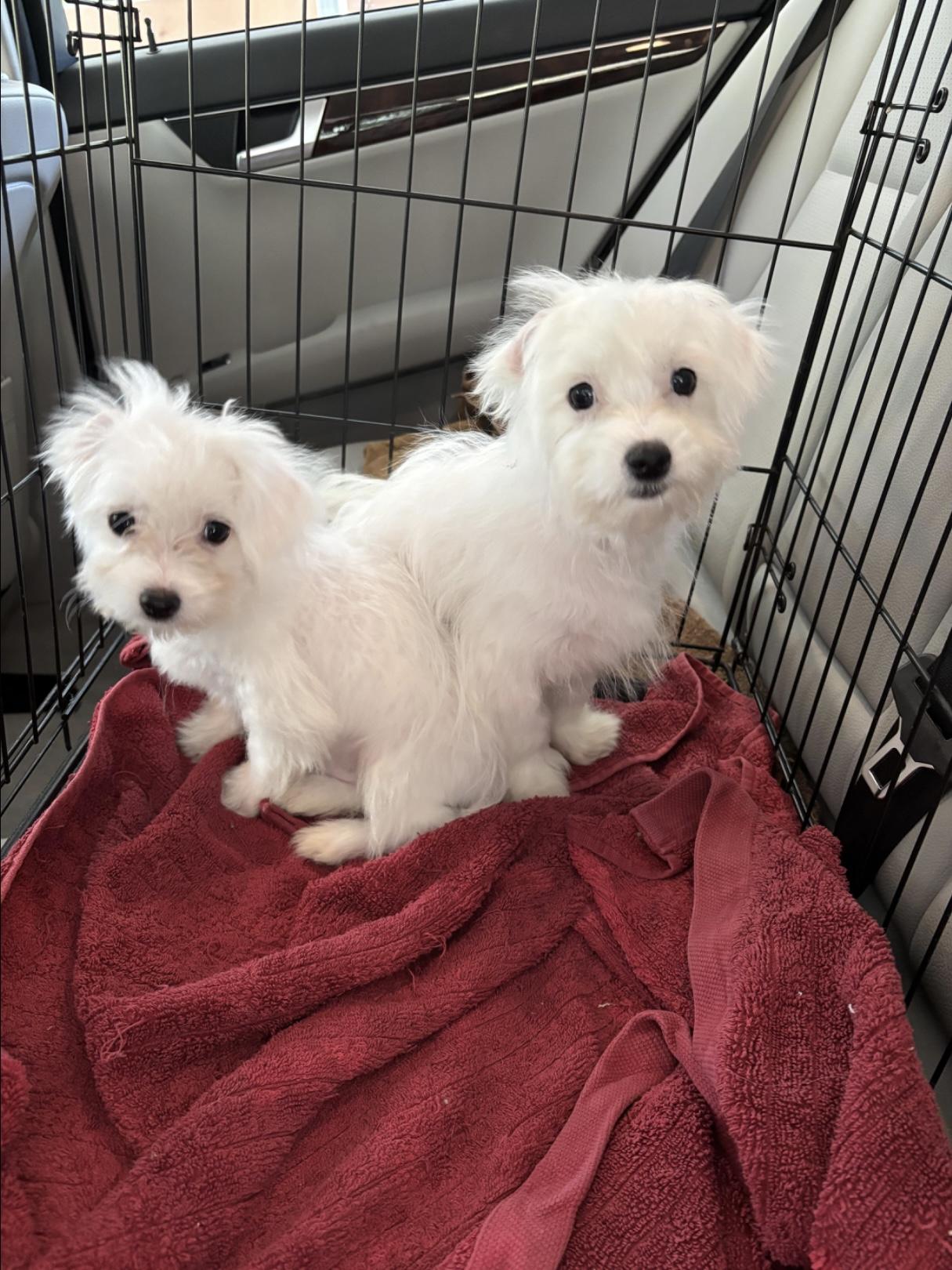 Maltese/Bichon puppies!, a Adopted mixed breed in Rowlett, TX image 1/2