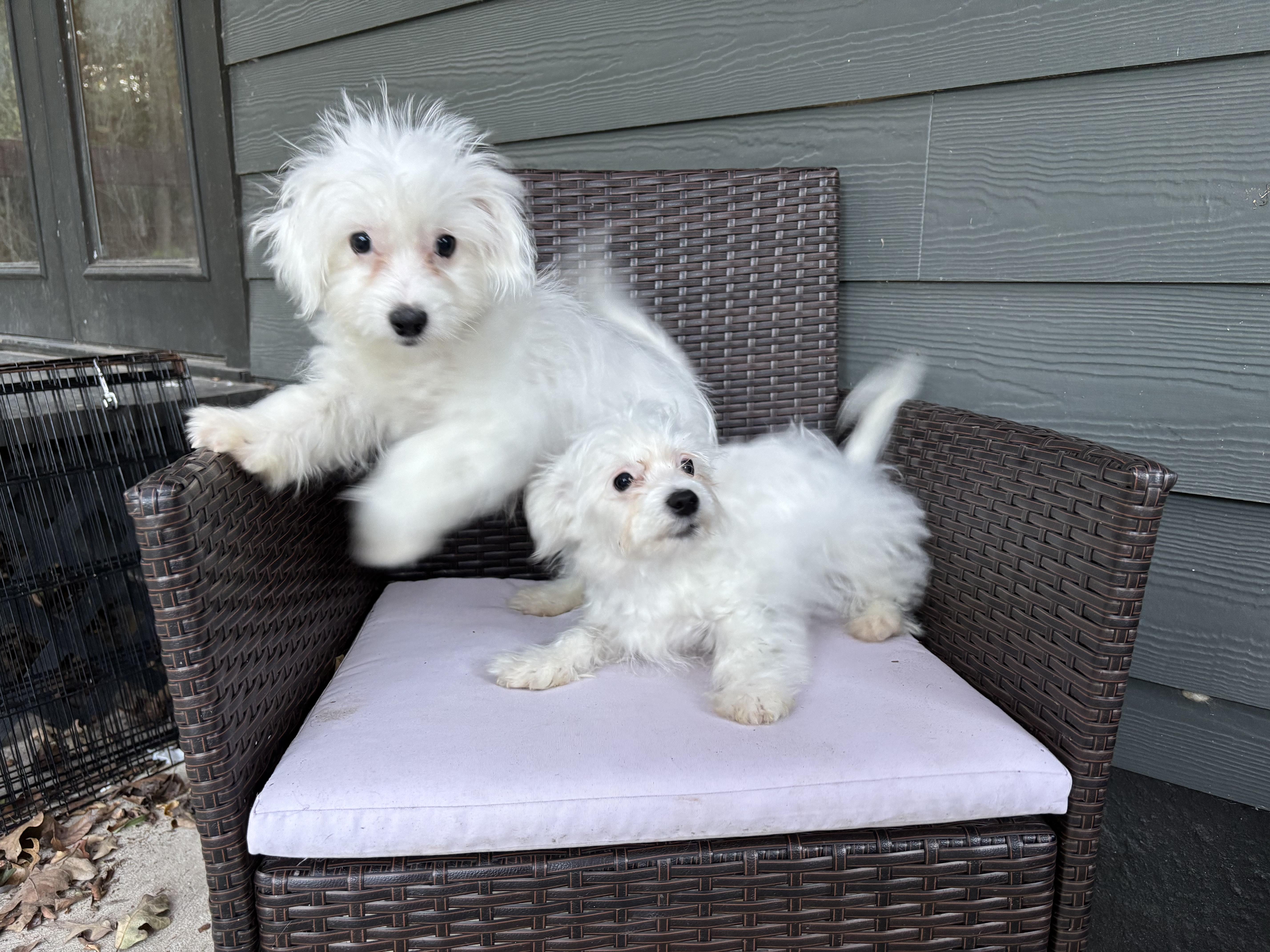 Maltese/Bichon puppies!, a Adopted mixed breed in Rowlett, TX image 2/2