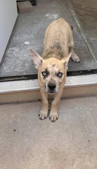 Enlarge Thumper, a ADOPTABLE mixed breed in San Tan Valley, AZ image 3/3