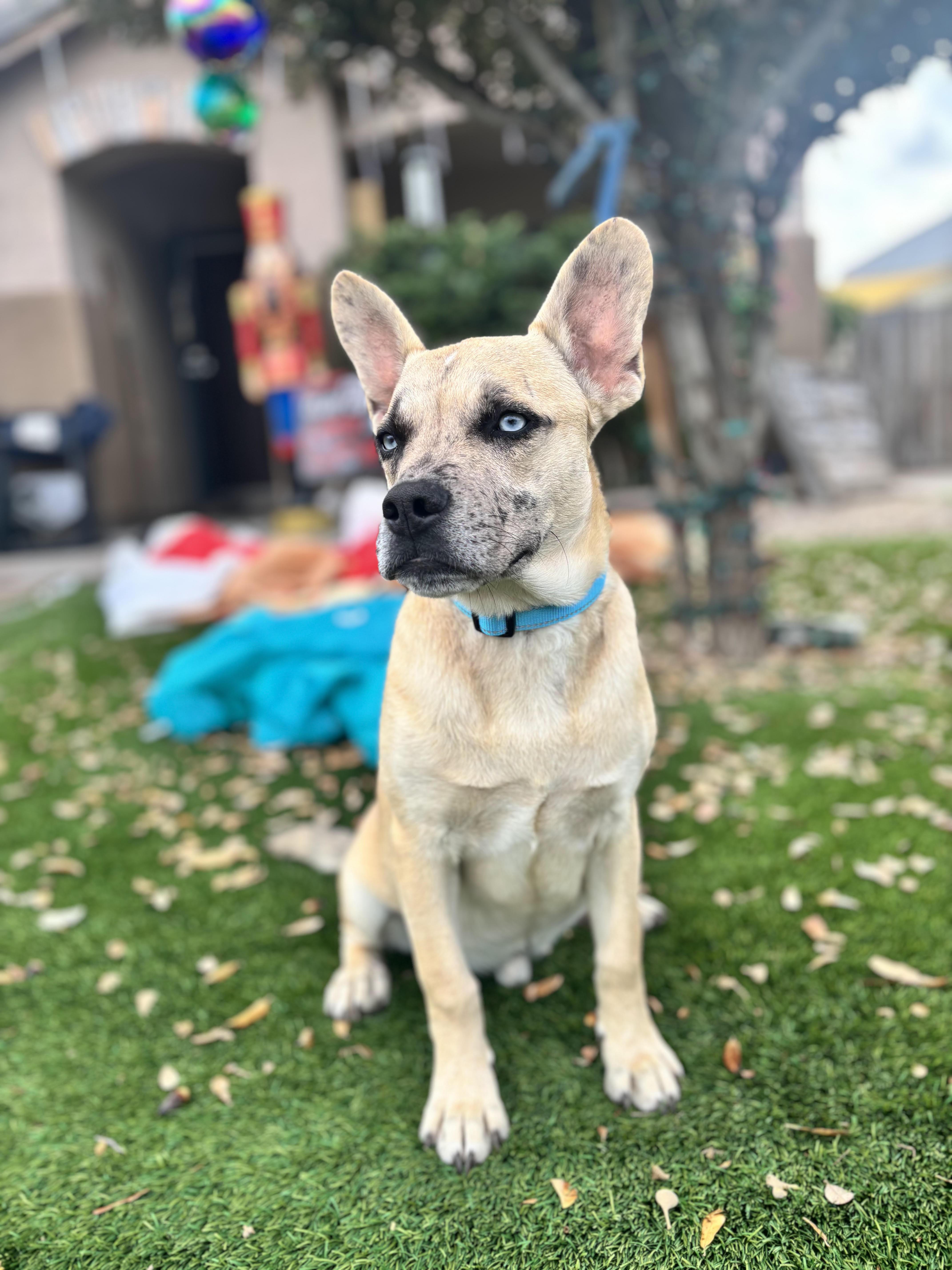Enlarge Thumper, a ADOPTABLE mixed breed in San Tan Valley, AZ image 1/3