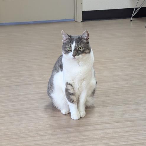 Cleopatra, a Adoptable Domestic Short Hair in Portland, OR image 2/4