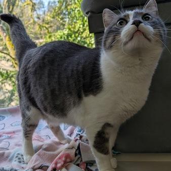 Cleopatra, a Adoptable Domestic Short Hair in Portland, OR image 3/4