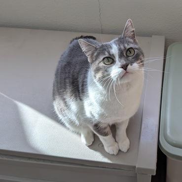 Cleopatra, a Adoptable Domestic Short Hair in Portland, OR image 4/4
