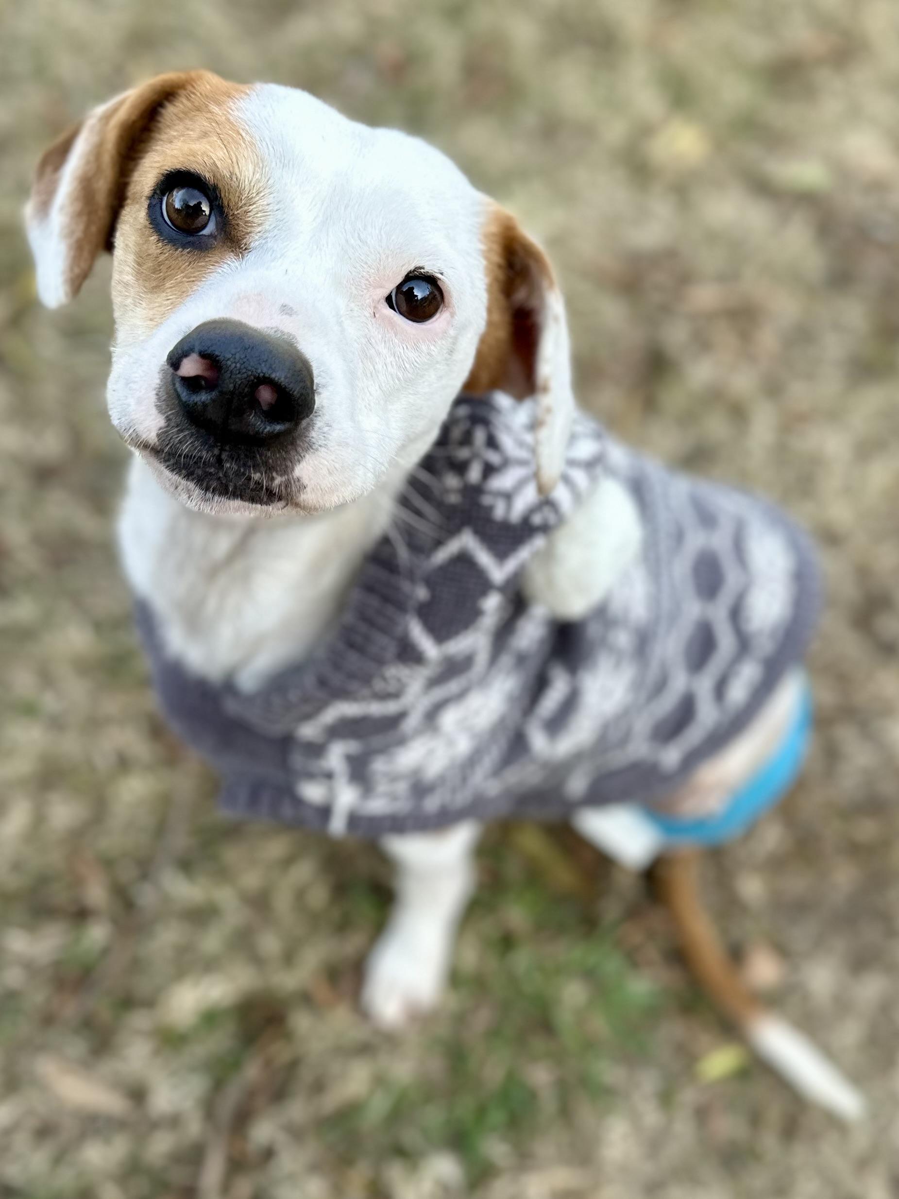 Enlarge 3 Legged LIZZIE, a Adoptable mixed breed in Whitewright, TX image 1/6