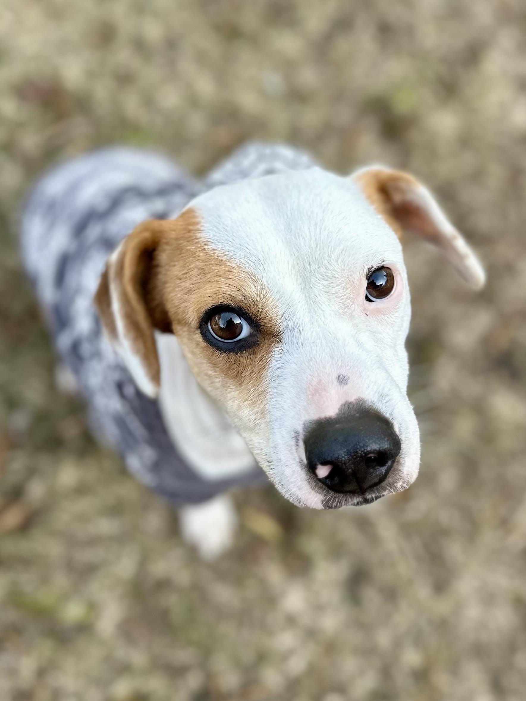 Enlarge 3 Legged LIZZIE, a Adoptable mixed breed in Whitewright, TX image 2/6