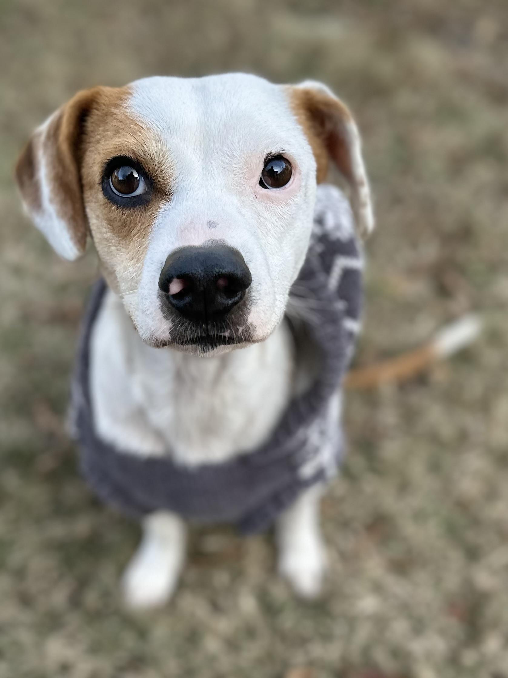 Enlarge 3 Legged LIZZIE, a Adoptable mixed breed in Whitewright, TX image 3/6