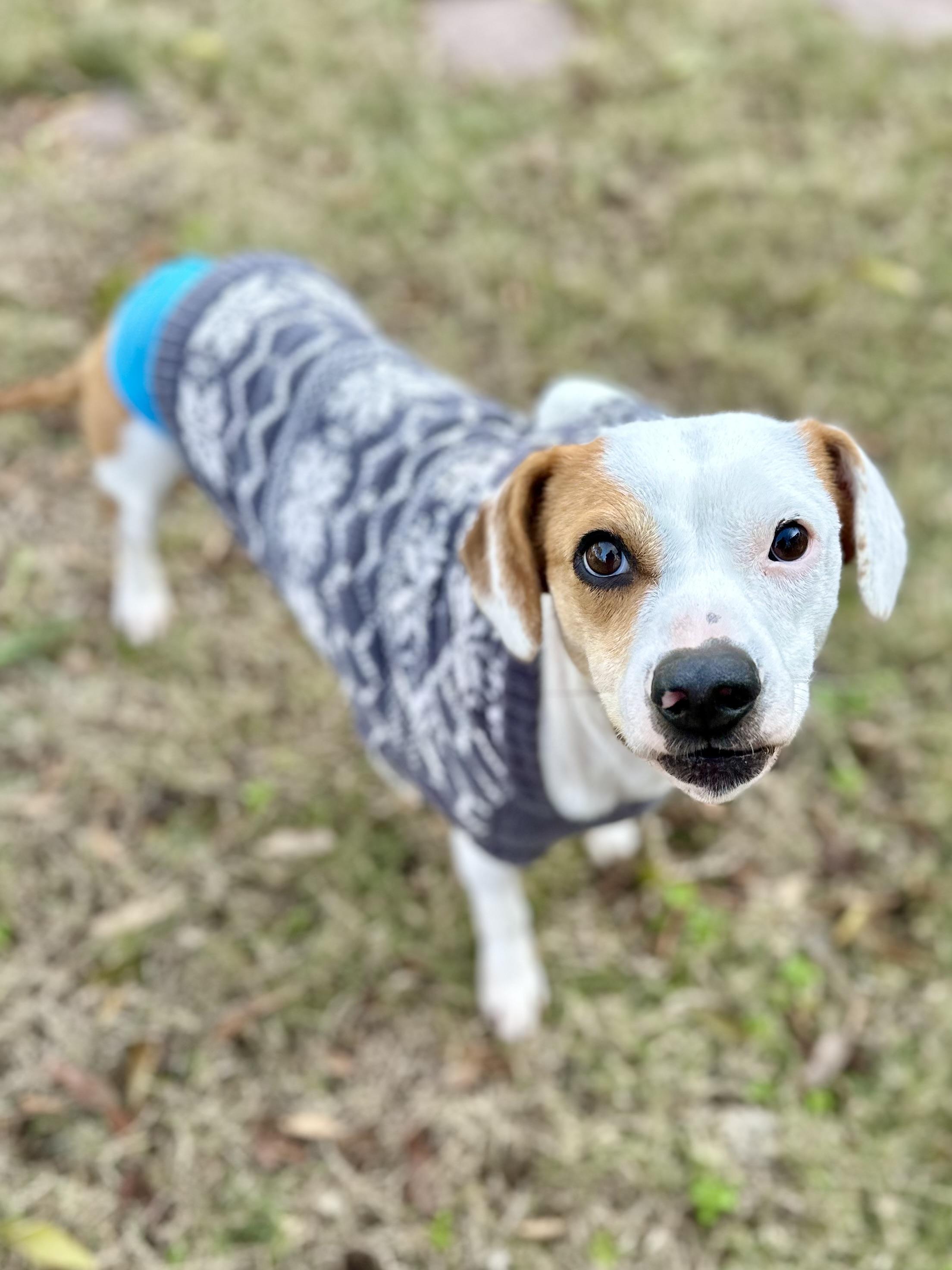 Enlarge 3 Legged LIZZIE, a Adoptable mixed breed in Whitewright, TX image 4/6