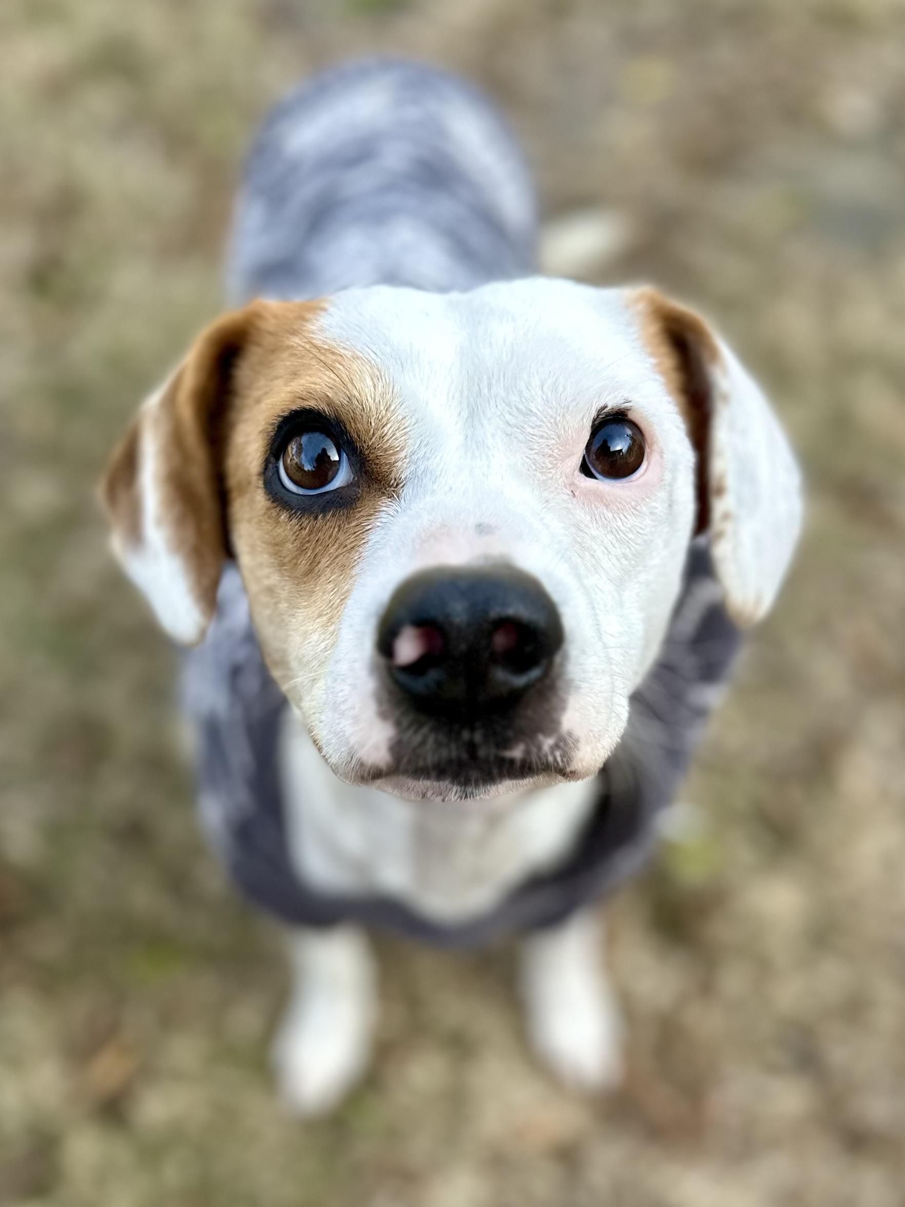 Enlarge 3 Legged LIZZIE, a Adoptable mixed breed in Whitewright, TX image 5/6