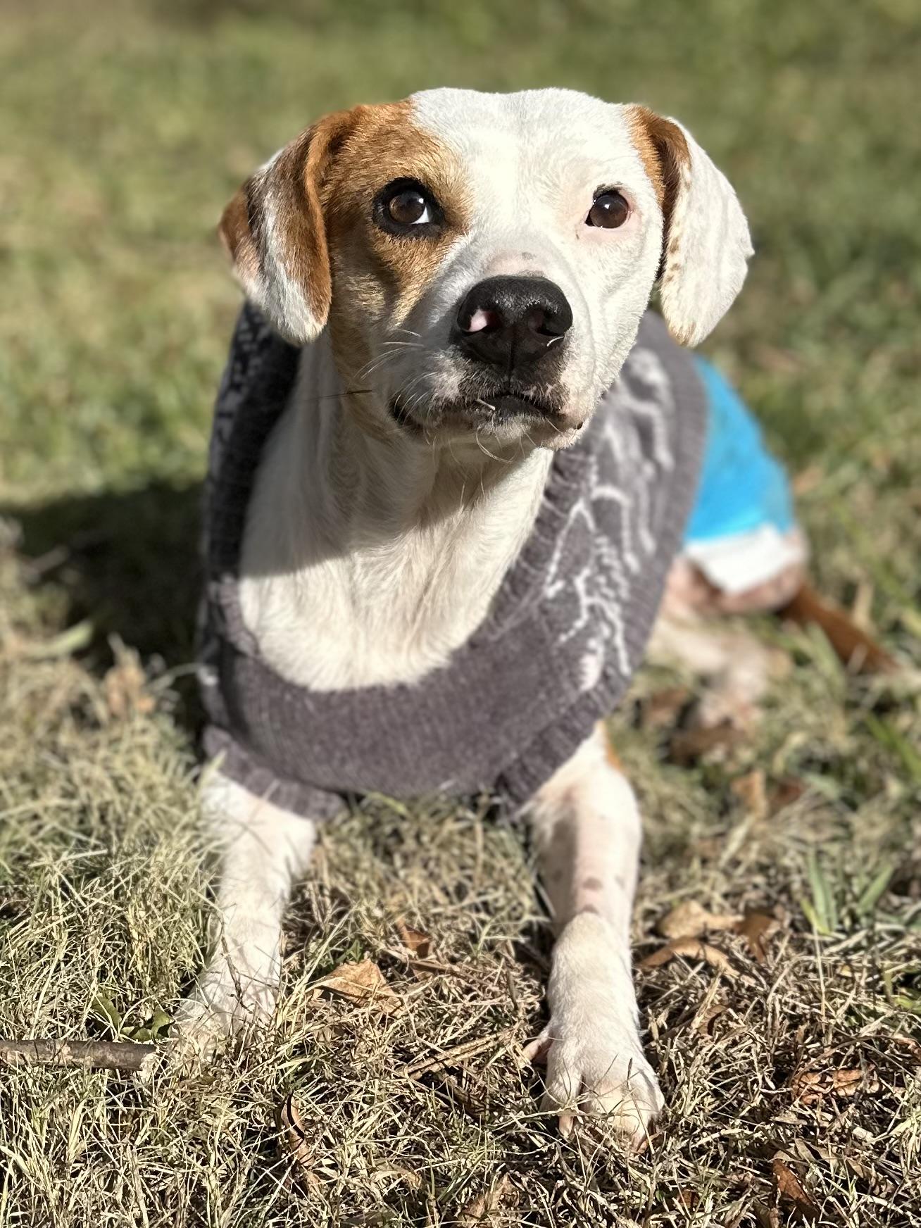Enlarge 3 Legged LIZZIE, a Adoptable mixed breed in Whitewright, TX image 6/6