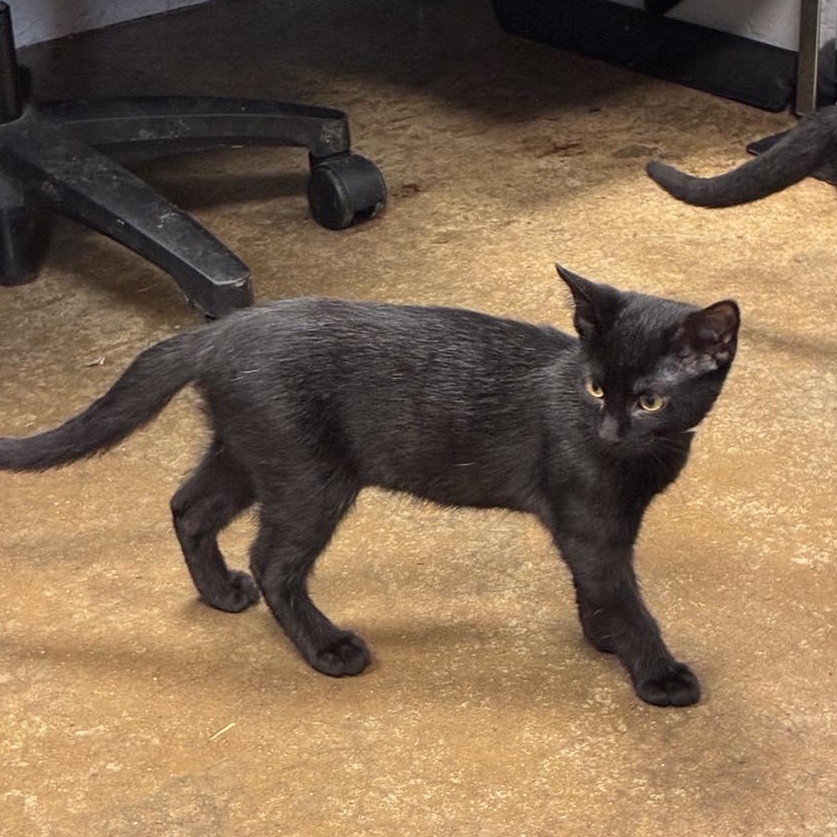 Enlarge Mrs. Peacock, a Adoptable mixed breed in Petersburg, IL image 2/3