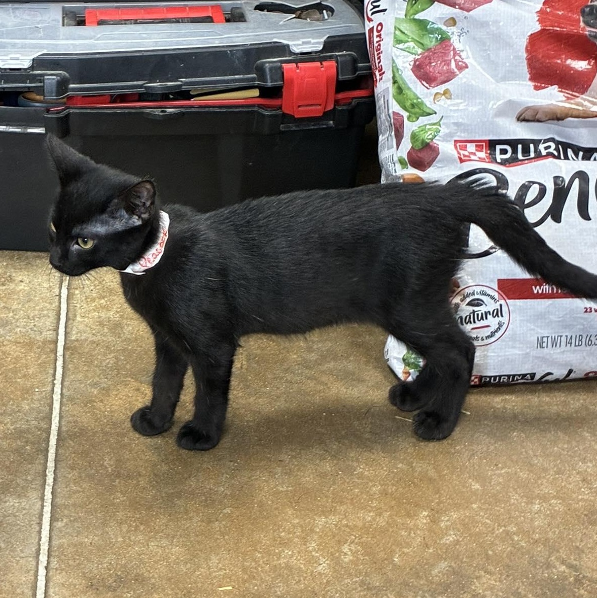 Enlarge Mrs. Peacock, a Adoptable mixed breed in Petersburg, IL image 3/3
