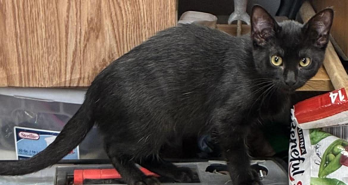 Mrs. Peacock, Adoptable, Kitten Female Domestic Short Hair.