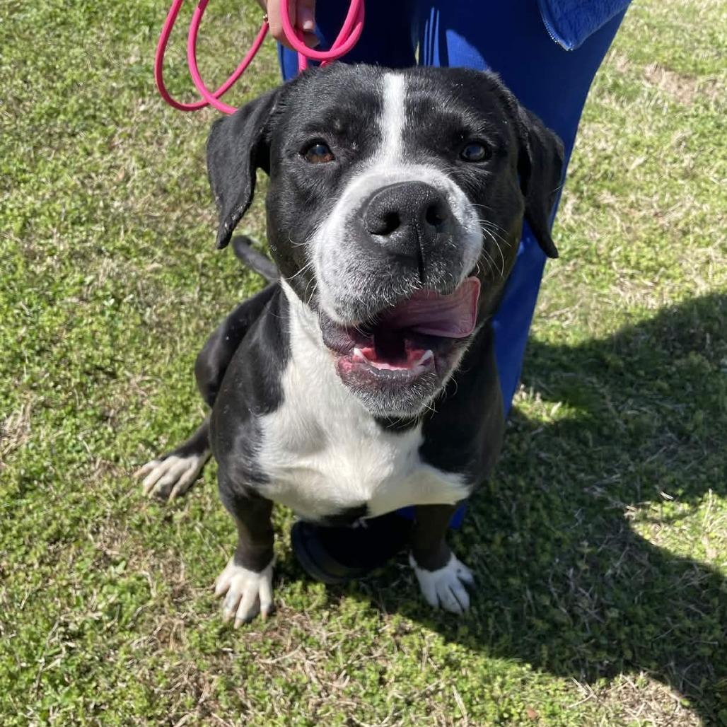 Enlarge Ollie, a Adoptable mixed breed in Greenville, SC image 1/6