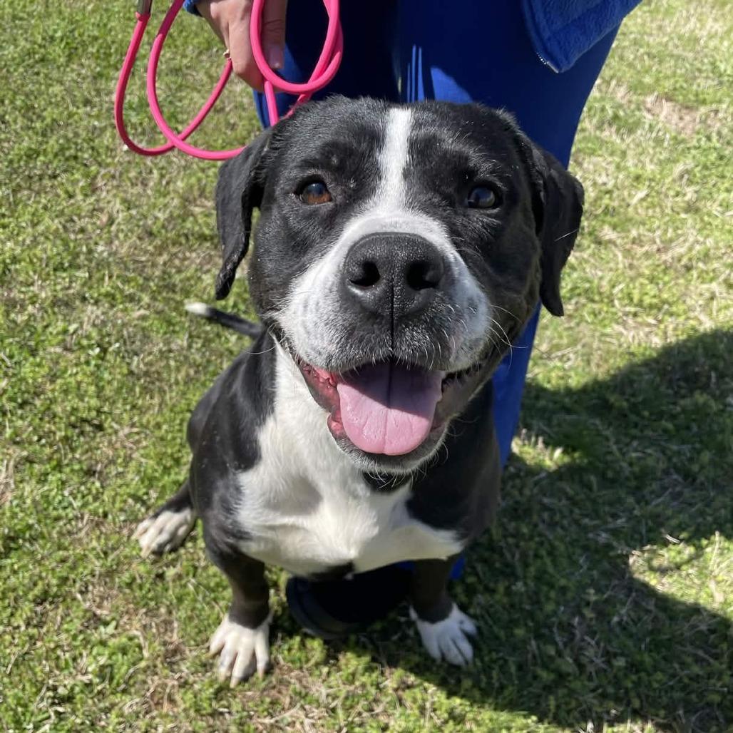 Enlarge Ollie, a Adoptable mixed breed in Greenville, SC image 2/6