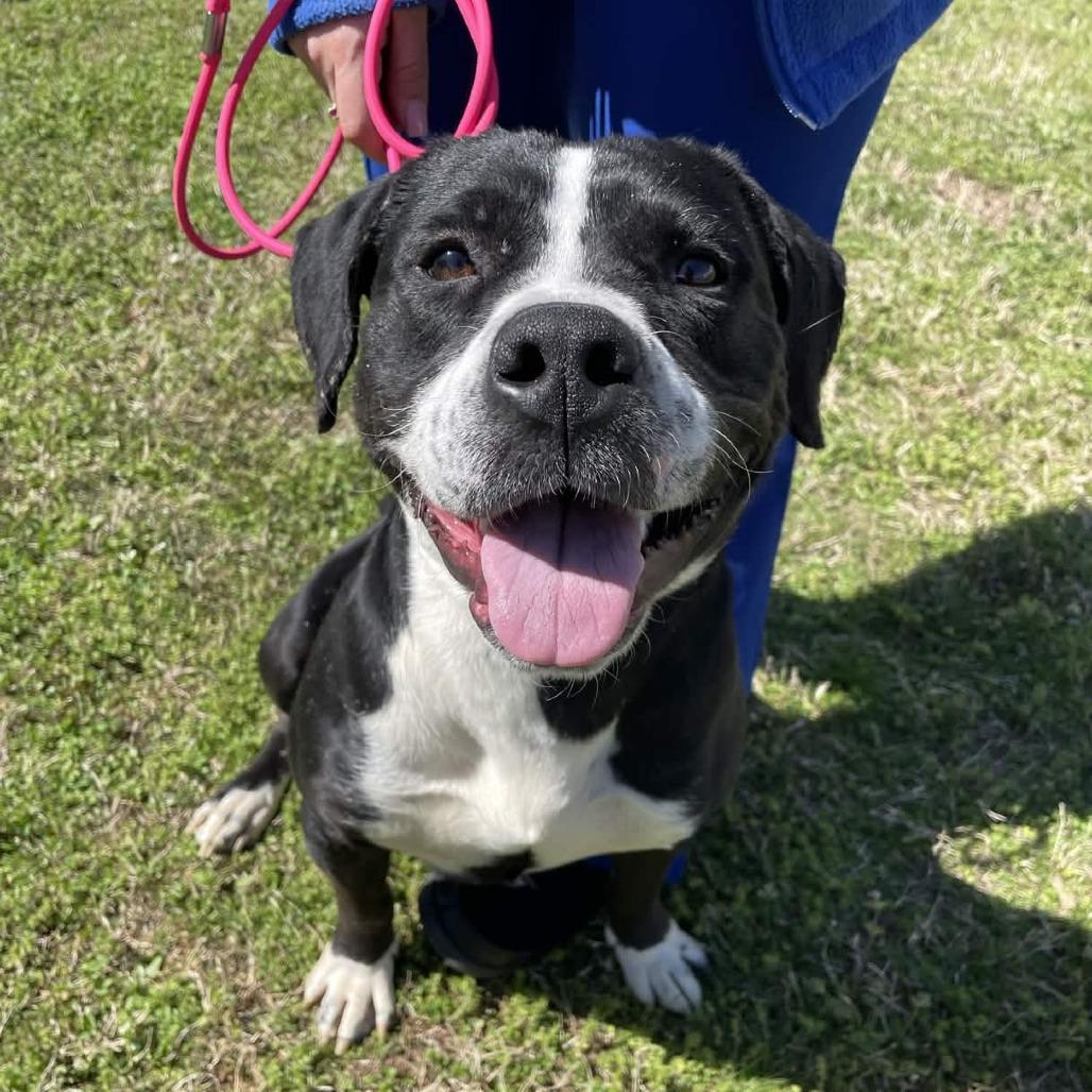 Enlarge Ollie, a Adoptable mixed breed in Greenville, SC image 4/6