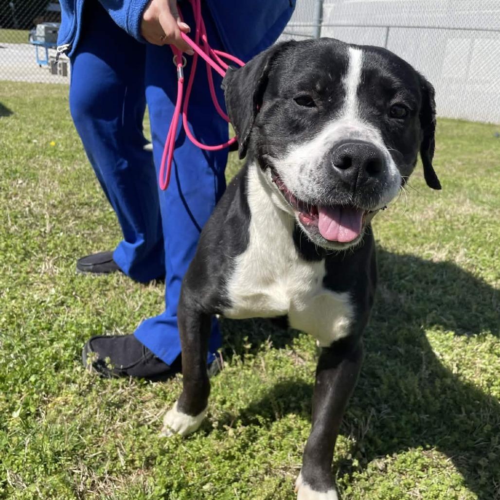 Enlarge Ollie, a Adoptable mixed breed in Greenville, SC image 5/6