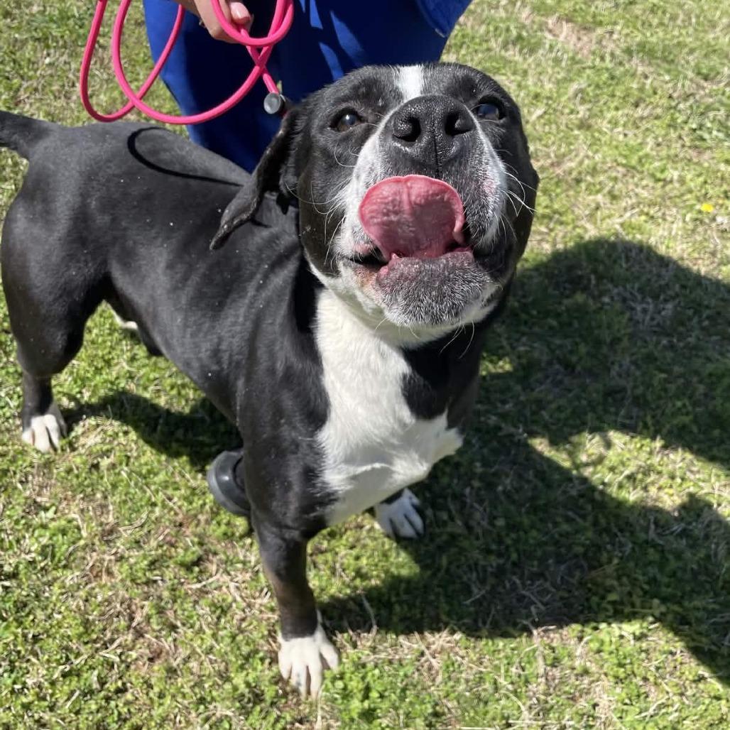 Enlarge Ollie, a Adoptable mixed breed in Greenville, SC image 6/6