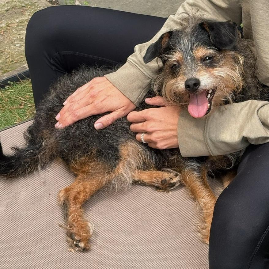 Mo, Adult Male Cairn Terrier